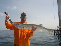 Barracuda Season, Fishing in Florida